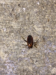 Adelphocoris rapidus