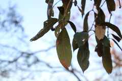 Combretum collinum suluense