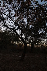 Combretum collinum suluense