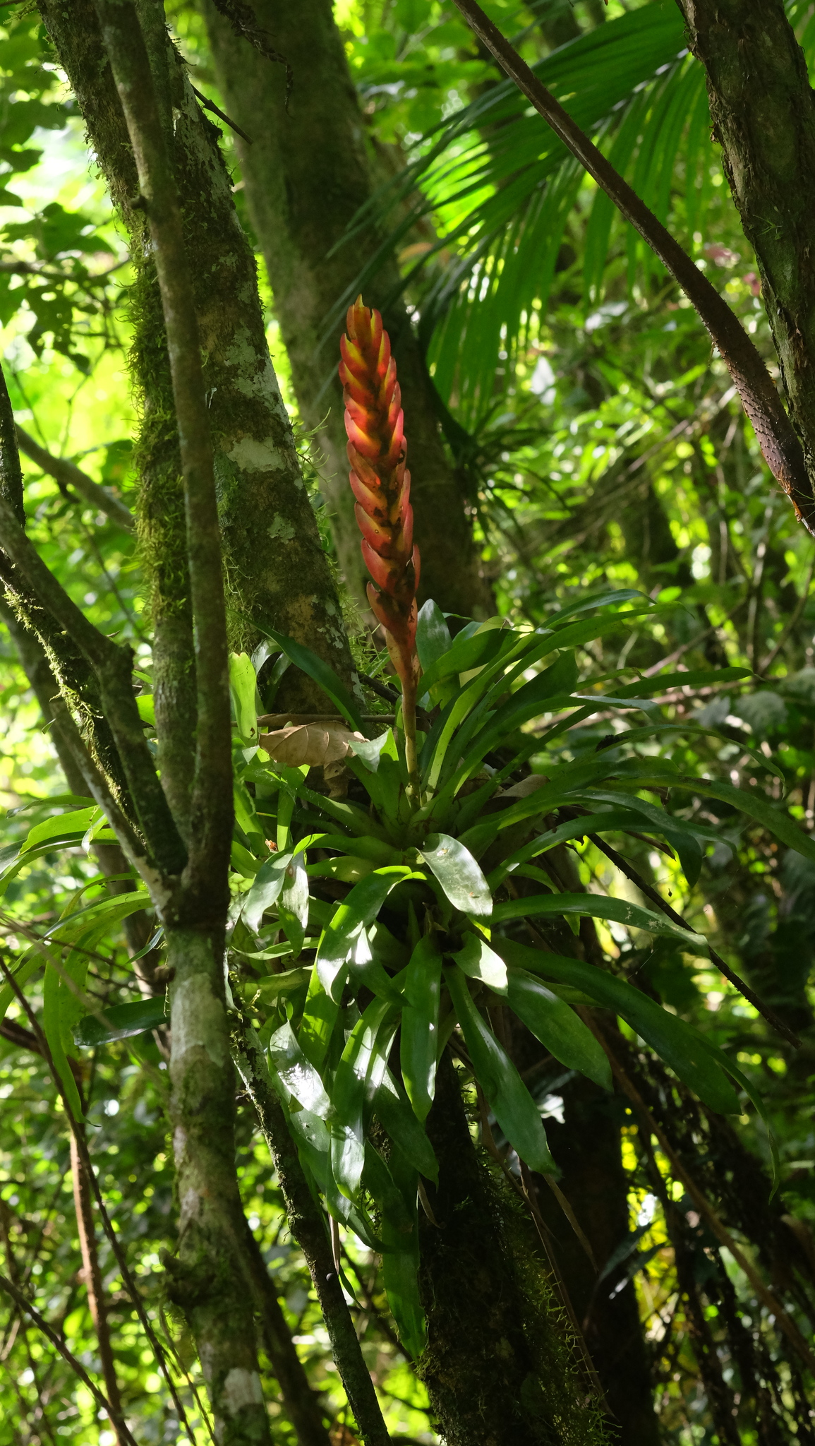 Vriesea incurvata
