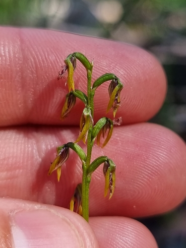 Image of Genoplesium fimbriatum by (c) Richard Dimon, some rights reserved (CC BY)