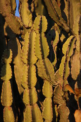Euphorbia ingens