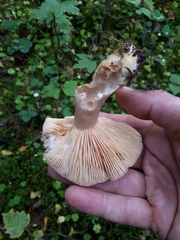 Lactarius trivialis