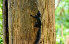 Callosciurus prevostii