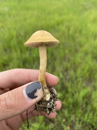 iNaturalist observation photo of Mulch Fieldcap