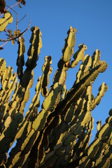 Euphorbia ingens