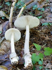 Amanita sinicoflava
