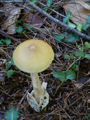 Amanita sinicoflava