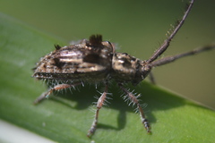 Apechthes mexicanus
