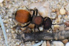 Pseudomethoca propinqua