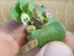 Bacopa rotundifolia