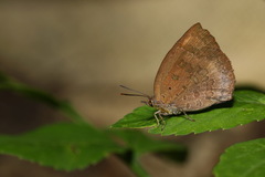 Arhopala japonica