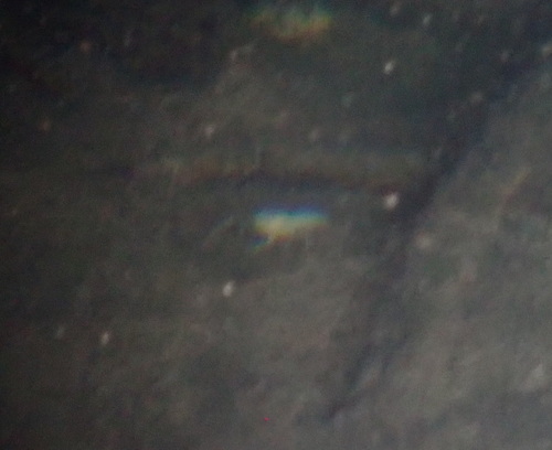 Woodville Karst Cave Crayfish