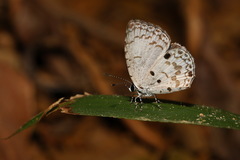 Megisba malaya sikkima