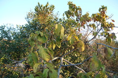 Combretum molle