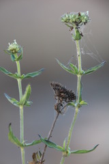 Spermacoce natalensis