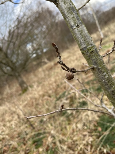 Cola Nut Gall Wasp photo 3