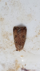 Micrathetis