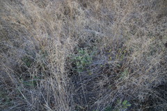 Spermacoce natalensis