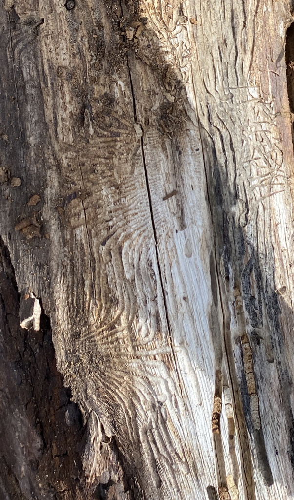 hickory bark beetle