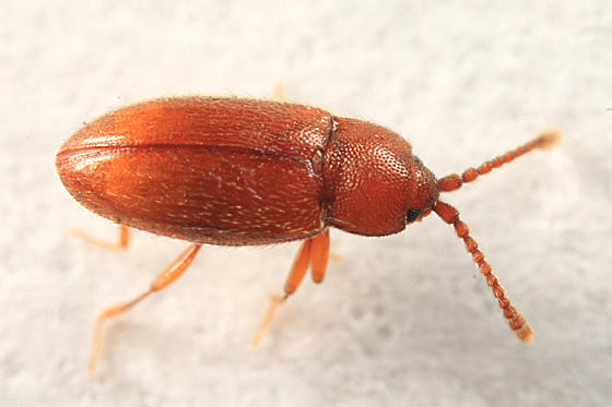Caenoscelis ferruginea