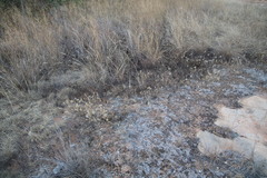 Eragrostis patens