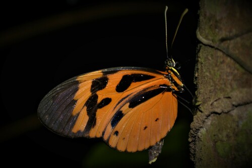 Subespecies Heliconius numata lyrcaeus · iNaturalist Mexico