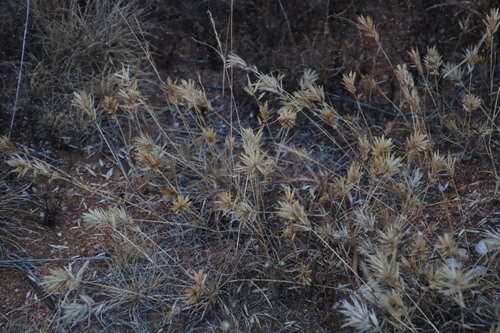 Image of Annual Love Grass by (c) Tony Rebelo, some rights reserved (CC BY-SA)