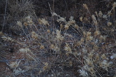 Eragrostis patens