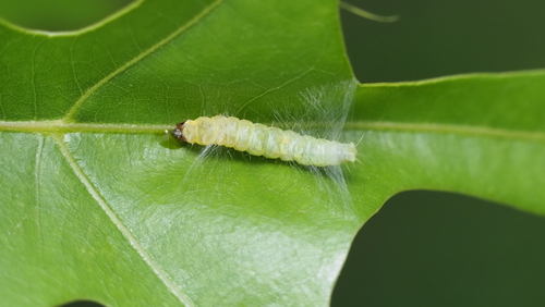 Oak Leafroller Moth photo 6