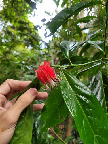 Pavonia tricalycaris