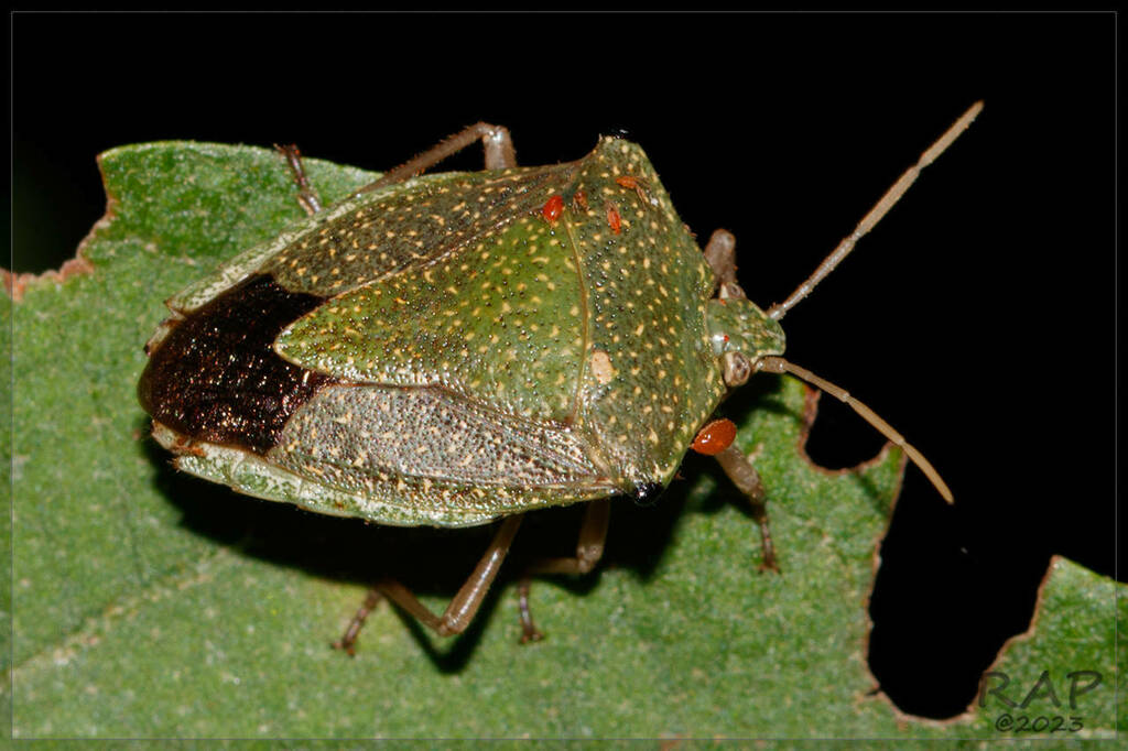 Edessa graziae
