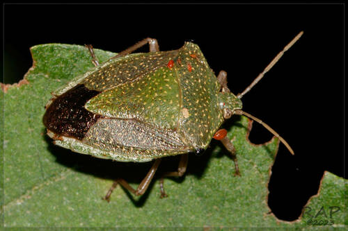 Edessa graziae