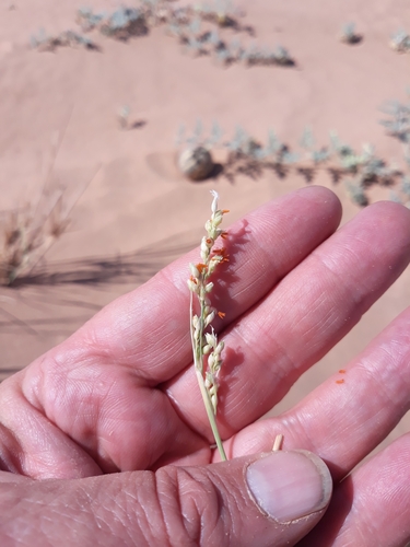 Image of Panicum turgidum by (c) Karim Haddad, some rights reserved (CC BY)