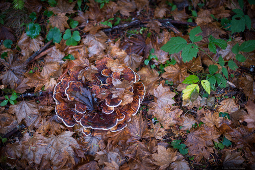 New World Dyer's Polypore