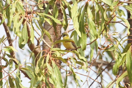 Érémomèle à calotte verte (Eremomela scotops)