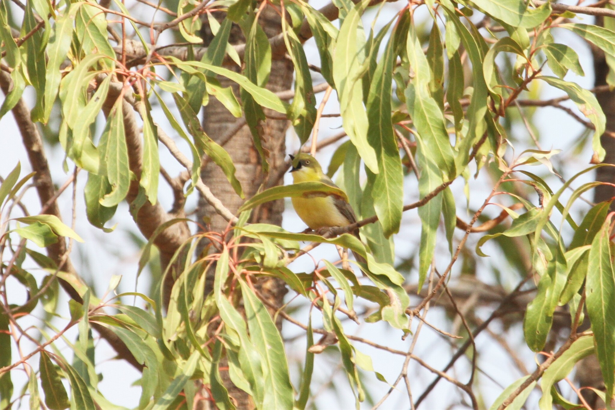 Green-capped Eremomela (Eremomela scotops)