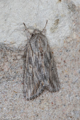Spodoptera albula
