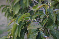 Ficus ingens