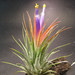 Airplants - Photo (c) James Ho, some rights reserved (CC BY-SA)