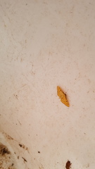 Phaedropsis