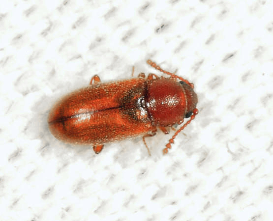 Cryptophagus dentatus