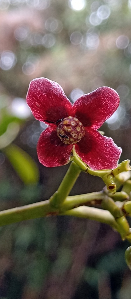 Clusia cuneifolia (Clusia cuneifolia)