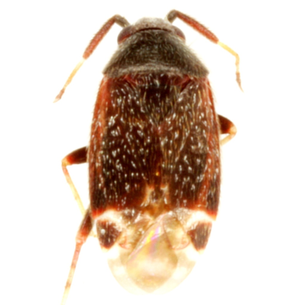 Ranzovius clavicornis