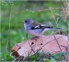 Fringilla coelebs africana