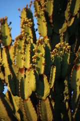 Euphorbia ingens
