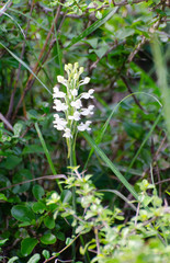 Habenaria roxburghii