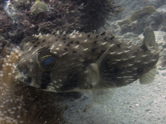 Four-Bar Porcupinefish photo 2