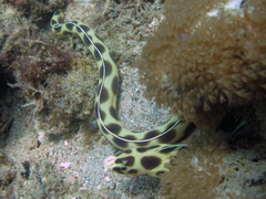 Myrichthys maculosus