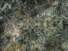 Papilloculiceps longiceps